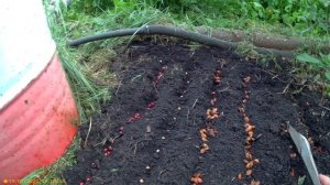 Высаживаем косточки в шконку под зиму
