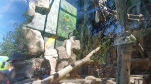 Зоопарк в Екатеринбурге.
Июль 2025г.