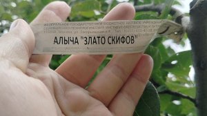Зреет алыча 'Злато скифов', нашисад 2025