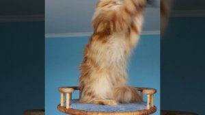 Искруля🥰 Мейн Кун