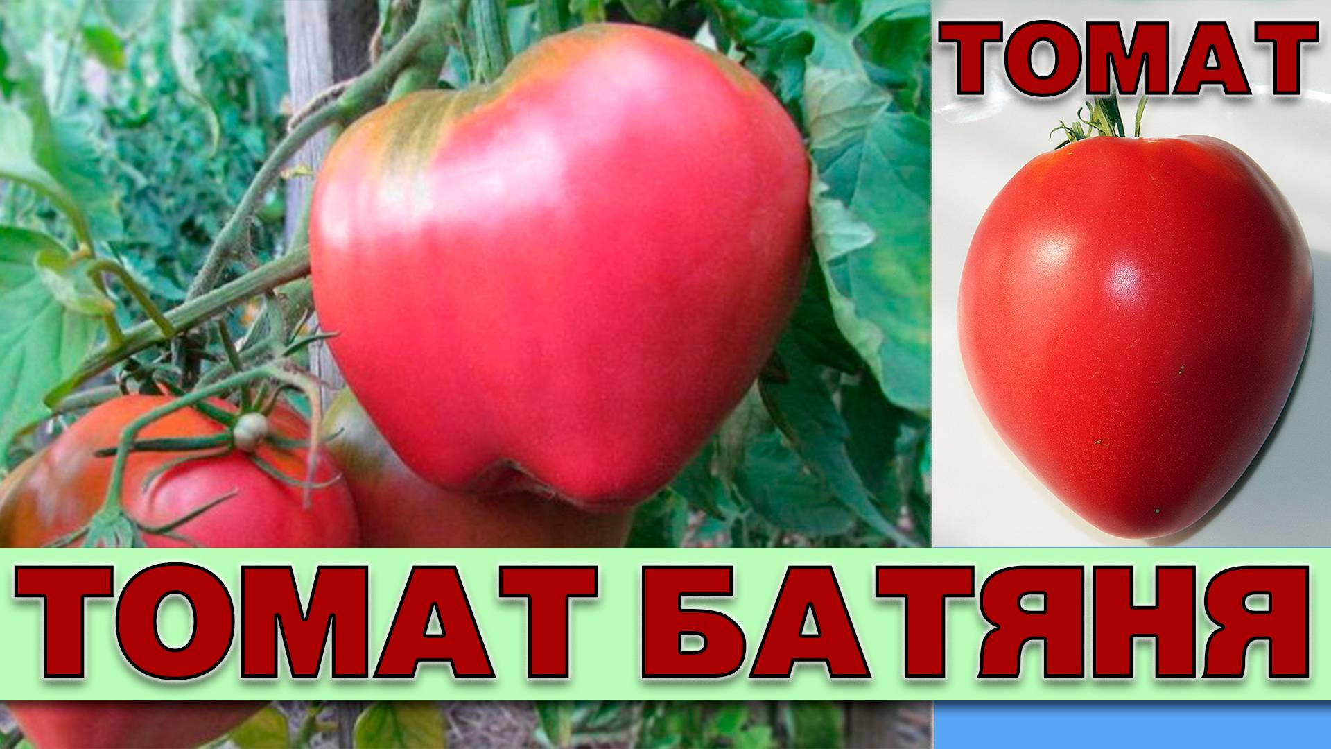 ТОМАТ БАТЯНЯ - РАННЕСПЕЛЫЙ КРУПНОПЛОДНЫЙ УСТОЙЧИВЫЙ К ПЕРЕПАДАМ ТЕМПЕРАТУР СОРТ смотреть онлайн