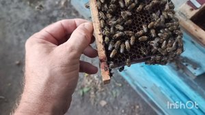 Странное явление.