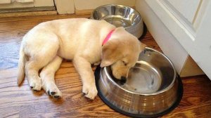 Эти ЩЕНКИ золотистого ретривера заставят вас СМЕЯТЬСЯ за считанные секунды!😁