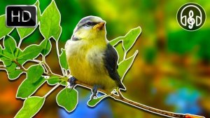 Спокойная релакс музыка для снятия стресса лес, пение птиц, арфа, флейта, фортепиано