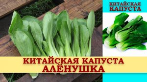 КИТАЙСКАЯ КАПУСТА АЛЁНУШКА ПАК ЧОЙ - ПОПУЛЯРНЫЙ ОТЕЧЕСТВЕННЫЙ СКОРОСПЕЛЫЙ СОРТ ГОРЧИЧНОЙ КАПУСТЫ
