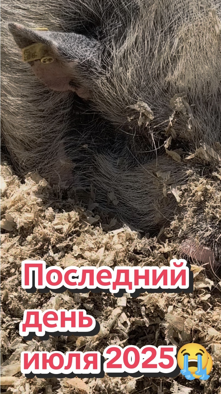 Парк Берёзовая роща в последний день июля смотреть онлайн