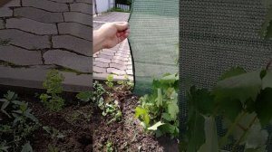 Защита гроздей от птиц и ос