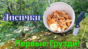 Разведка Белого гриба | Поляна Лисичек | Первые Грузди