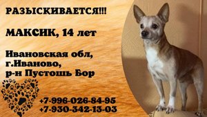 Пропала собака! МАКСИК. 14 лет. Ивановская обл , г. Иваново