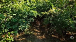 Тени деревьев и бутылки в кустах- как мы разрушаем казенный парк