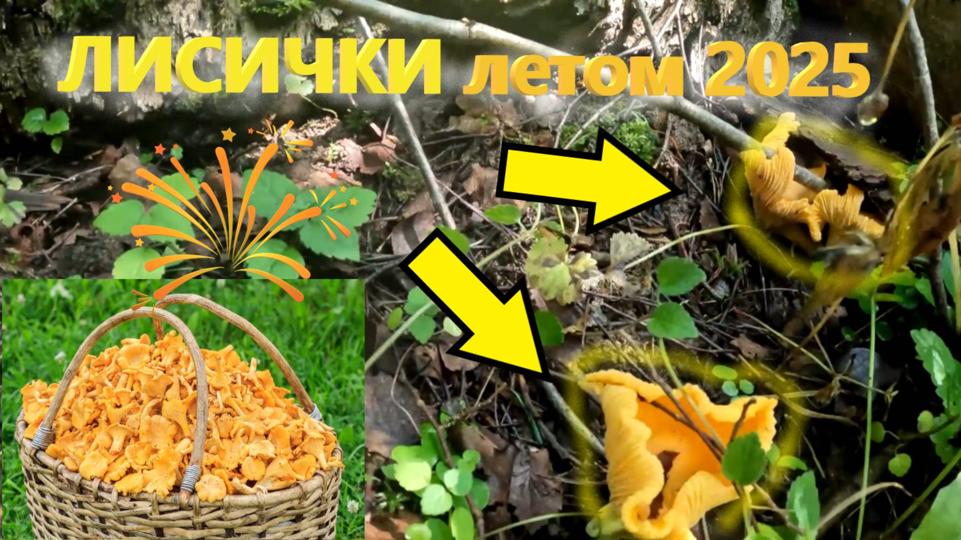 ЛИСИЧКИ летом 2025 в лесу на юге Подмосковья!!! Сбор ЛИСИЧЕК в Подмосковье сезон 2025! смотреть онлайн