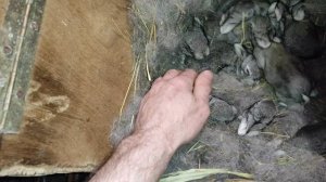 Крольчата породы Советская шиншилла