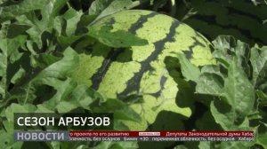 Сезон арбузов: виды на урожай. Новости. 31/07/2025. GuberniaTV