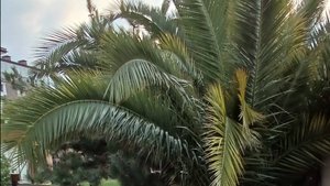 Вечерняя прогулка по набережной#Сириус