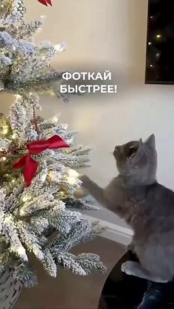 Кот-главный в доме.