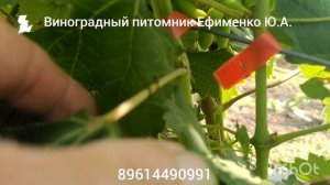 прививки новых сортов винограда