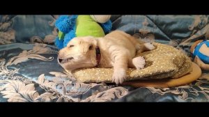 Щенок золотистого ретривера (голдена) мальчик красный ошейник