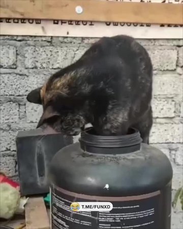 Котяра на спорте😆