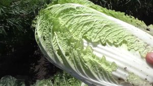 Уборка пекинской капусты