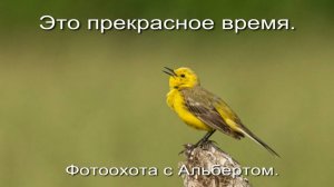 Фотоохота с Альбертом. Это прекрасное время.