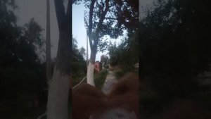 Дед болл 1 часть