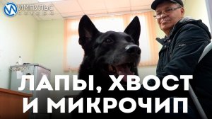 Лапы, хвост и микрочип