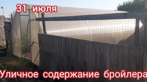 Уличное содержание бройлера