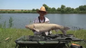 БЕЛЫЙ_АМУР_НА_ФЛЭТ_ФИДЕР,_поклёвки_рыбы,_хороший_улов_по_сазану