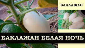 БАКЛАЖАН БЕЛАЯ НОЧЬ - СРЕДНЕСПЕЛЫЙ УСТОЙЧИВЫЙ К БОЛЕЗНЯМ И ПЕРЕПАДАМ ТЕМПЕРАТУР УРОЖАЙНЫЙ СОРТ