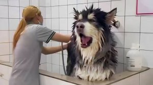 Когда страх большой собаки перед купанием сильнее её размера! 😱 Собаки против ванны