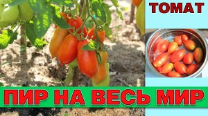 ТОМАТ ПИР НА ВЕСЬ МИР - РАННИЙ УРОЖАЙНЫЙ НЕПРИХОТЛИВЫЙ МОЛОДОЙ СОРТ