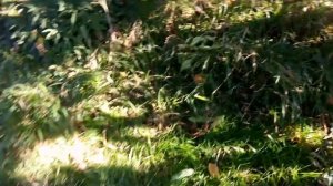 Лакоба 30 на ежегодном сборе мандарин в Эшере