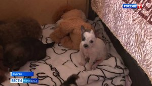 В приюте для кошек «Девять жизней» оказались 8 щенков, которых принесла юная жительница Кургана
