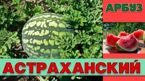 АРБУЗ АСТРАХАНСКИЙ - СРЕДНЕСПЕЛЫЙ НЕПРИХОТЛИВЫЙ УРОЖАЙНЫЙ ВКУСНЫЙ СОРТ