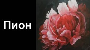 Пион портретный роки со скидкой 90 процентов ссылка в описании ролика