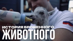 «История брошенного животного»