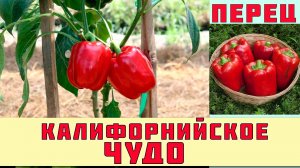 КАЛИФОРНИЙСКОЕ ЧУДО - ПОПУЛЯРНЫЙ НЕПРИХОТЛИВЫЙ СЛАДКИЙ ПЕРЕЦ АМЕРИКАНСКОЙ СЕЛЕКЦИИ