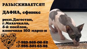 Пропала кошка! ДАФНА, сфинкс. респ.Дагестан, г.Махачкала.
