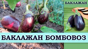 БАКЛАЖАН БОМБОВОЗ - РАННЕСПЕЛЫЙ СОРТ С ВЫСОКОЙ ЗАВЯЗЫВАЕМОСТЬЮ ПЛОДОВ