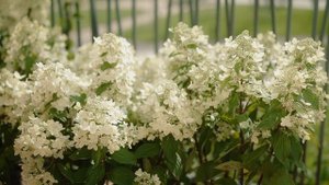 Оформление террас квартала «Кантри»