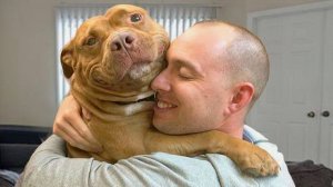 Я больше никогда не буду смотреть на питбулей прежними глазами — САМЫЕ СМЕШНЫЕ ВИДЕО СОБАК 2025 🐶