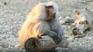 Бегающие шляпы, дождь из стейков! Мясная вечеринка в ДОМ2, любимке Пэдро лично в руки! Гамадрилы