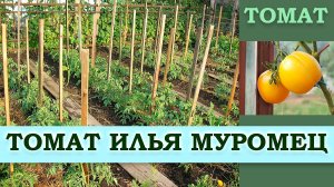 ТОМАТ ИЛЬЯ МУРОМЕЦ - СРЕДНЕСПЕЛЫЙ ЖЕЛТОПЛОДНЫЙ СОРТ УСТОЙЧИВЫЙ К НЕБЛАГОПРИЯТНЫМ УСЛОВИЯМ СРЕДЫ