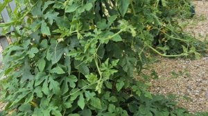 Поздравили сестру с 67 летием/ брат подогнал огурцы/