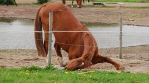Эти забавные лошади окончательно испортили мне серьёзное настроение 😂 Самые смешные видео с ЖИВОТНЫ