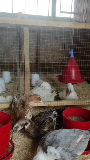 День Сибирского поля 2025: 11 видов сельхозшин для любых условий от АШК