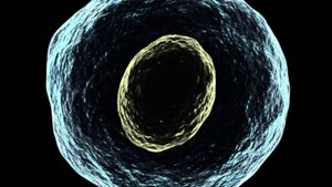 ПОТОКИ ЭНЕРГИИ В КЛЕТКЕ: КАК ТВОЁ ТЕЛО СОЗДАЁТ 100 кг АТФ ЗА ДЕНЬ?