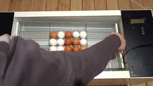 Перегородки для яиц в инкубаторе ЭдаИнк S-781 | Обзор инкубатора ЭдаИнк S-781