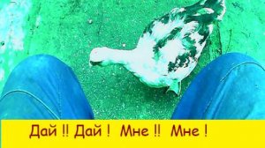 Дай !Дай ! Мне ! Мне !