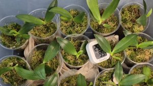 Фласятам уже 14 дней